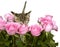 Kitten Smelling Pink Roses