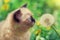 Kitten sniffing dandelions