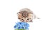 Kitten sniffing flowers