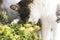 kitten sniffs a bunch of dill.