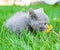 Kitten sniffs a dandelion in the green grass