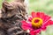 Kitten sniffs the red flower of zinnia. Close-up_