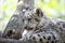 Kitten of Snow Leopard cat, Irbis