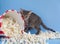 Kitten sprinkled a bucket of popcorn on a blue background