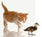 Kitten stalking a baby duck