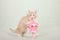 Kitten standing on hind legs licking pink cupcake