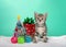 Kitten standing next to tiny Christmas tree