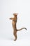 Kitten stands on its hind legs. Abyssinian cat ready to jump isolated on white. Portrait of a purebred cat