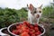 Kitten strawberry