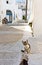 Kitten in the street, Greek island
