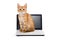 Kitten stretches standing on the laptop