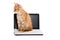 Kitten stretches standing on the laptop