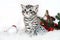 Kitten striped cute sitting under Christmas tree