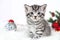 Kitten striped cute sitting under Christmas tree