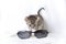 Kitten and sunglasses