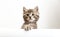 Kitten surprised head portrait with paws peeking over blank white sign placard. Tabby baby cat on placard template. Pet kitten