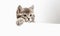 Kitten surprised portrait with paw peeking over blank white sign placard look side. Tabby cat on placard template. Pet kitten
