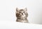 Kitten surprised portrait with paws peeking over blank white sign placard look up. Tabby baby cat on placard template. Pet kitten