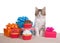 Kitten surrounded by birthday presents and cup cakes, isolated