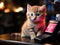 Kitten swipes credit card on barstool