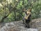 Kitten tabby cat sitting on stones and leaves