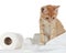 Kitten and toilet paper