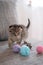 Kitten and toys.Pets and animals. scottish fold kitten playing with toys on a gray sofa on a blurred background.Pet