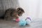 Kitten and toys.Pets and animals. scottish fold kitten playing with toys on a gray sofa on a white background.Pet games