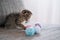 Kitten and toys.Pets and animals. scottish fold kitten playing with toys on a sofa on a blurred white background.Pet