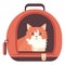 kitten travel with luggage