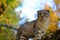 kitten on the tree.Autumn season. Scottish fold gray kitten walks along a tree branch in the autumn garden. Walking pets