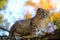 kitten on the tree.Scottish fold gray kitten walks along a tree branch in the autumn garden. Walking pets.