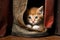 kitten using a boot as a hiding place during a game of hide and seek