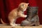 kitten using a boot as a scratching post