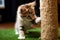 kitten using a scratching post