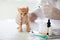 Kitten at vet clinic. Cat vaccination at doctor