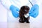 Kitten and veterinarian.Black kitten in the hands of a doctor.Cat health.Examining with a veterinarian.British shorthair