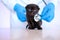 Kitten and veterinarian.Black kitten in the hands of a doctor.Cat health.Examining with a veterinarian.British shorthair