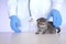 Kitten in a veterinary clinic.Kitten and veterinarian.Scottish fold kitten in the hands of a veterinarian in blue