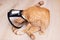 Kitten in a veterinary protective collar closeup
