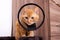 Kitten in a veterinary protective collar closeup