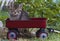 Kitten in a wagon.