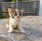 Kitten waiting at the table