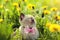 Kitten walking in the dandelion flowers