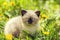 Kitten walking in dandelion lawn