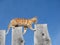 Kitten walking on fence