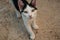 Kitten walking on sand in a farm