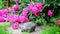 Kitten walks in grass near peony