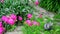 Kitten walks in grass near peony