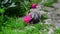 Kitten walks in grass near peony